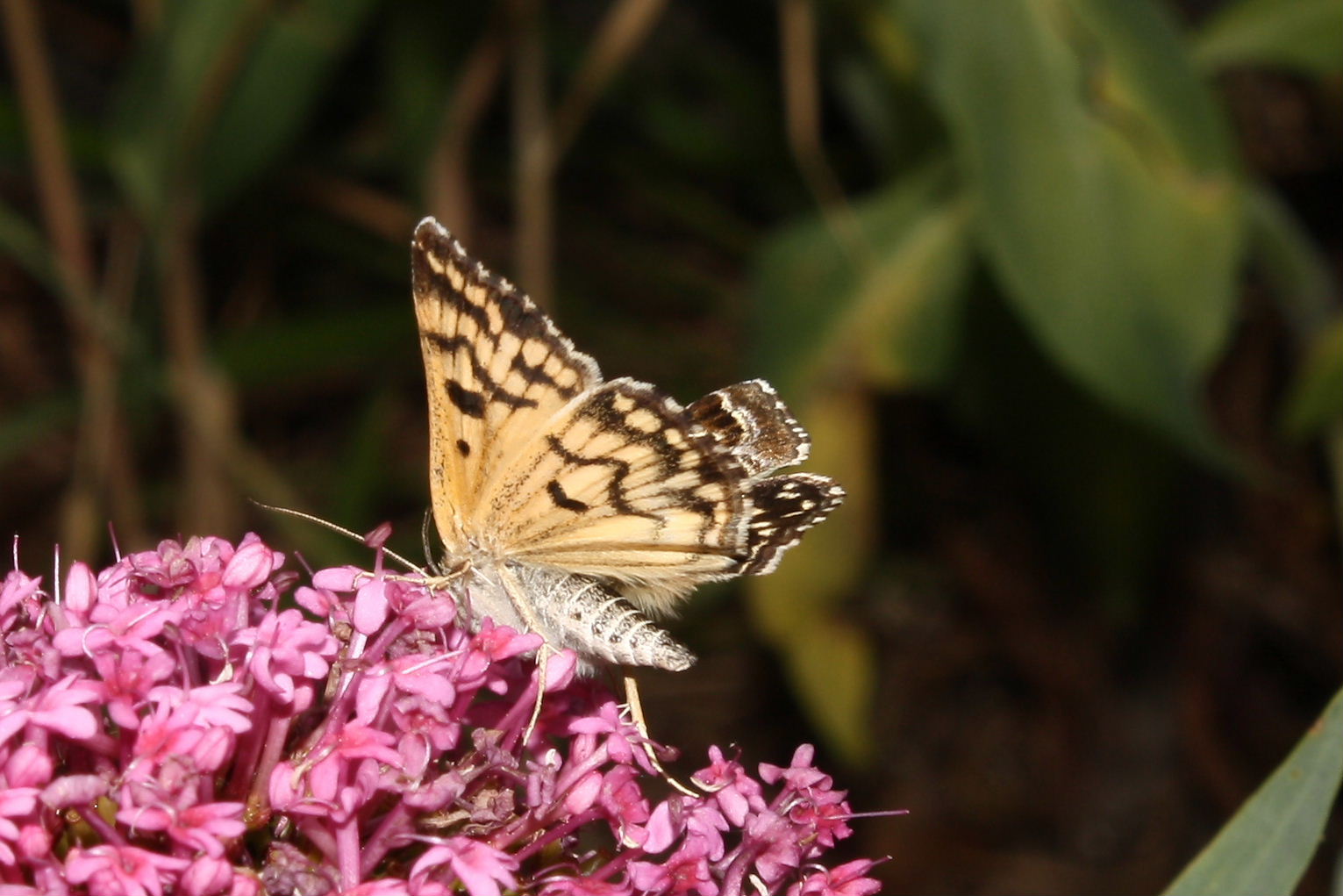Farfalla da determinare - Euclidia (Callistege) mi